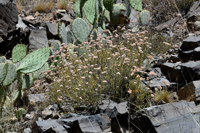Eriogonum fasciculatum, Flat-top Buckwheat